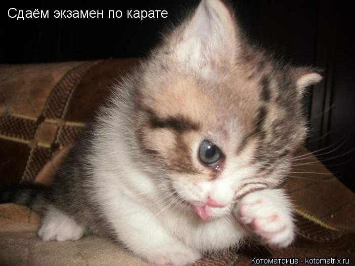 Сдаём экзамен по карате... Котоматрица: Сдаём экзамен по карате
