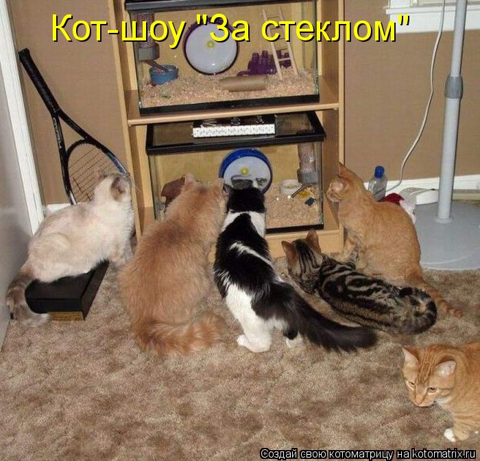 Кот-шоу "За стеклом"... Котоматрица: Кот-шоу "За стеклом"