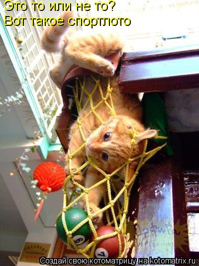 Это то или не то? Вот такое спортлото... Котоматрица: Это то или не то? Вот такое спортлото
