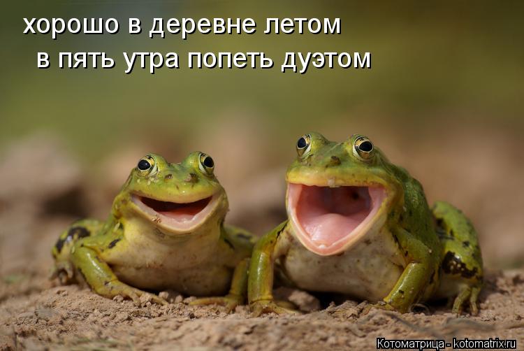хорошо в деревне летом в пять утра попеть дуэтом... Котоматрица: хорошо в деревне летом в пять утра попеть дуэтом