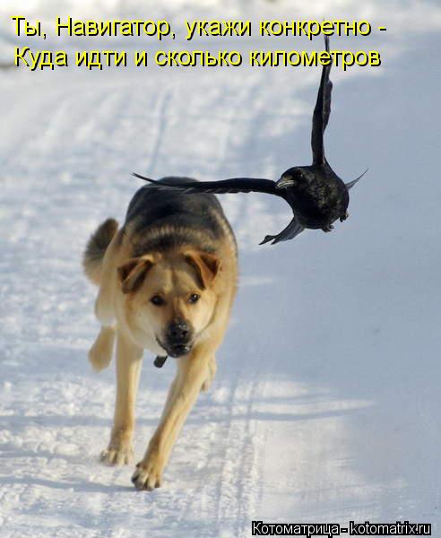 Ты, Навигатор, укажи конкретно - Куда идти и сколько километров... Котоматрица: Ты, Навигатор, укажи конкретно - Куда идти и сколько километров