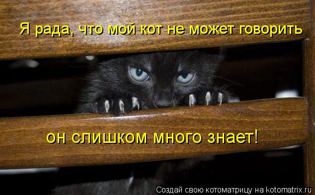 Я рада, что мой кот не может говорить он слишком много знает!... Котоматрица: Я рада, что мой кот не может говорить он слишком много знает!