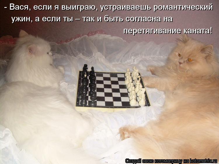 - Вася, если я выиграю, устраиваешь романтический ужин, а если ты – так и быть согласна на перетягива... Котоматрица: - Вася, если я выиграю, устраиваешь романтический ужин, а если ты – так и быть согласна на перетягивание каната!