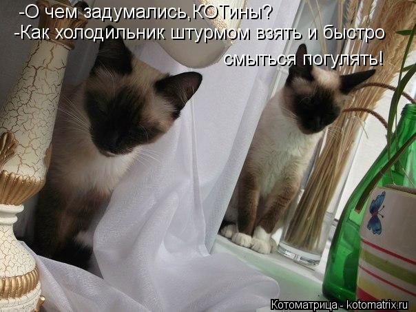 смыться погулять! -О чем задумались,КОТины? -Как холодильник штурмом взять и быстро... Котоматрица: смыться погулять! -О чем задумались,КОТины? -Как холодильник штурмом взять и быстро