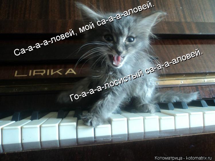 Са-а-а-а-ловей, мой са-а-а-аловей. Го-а-а-а-лосистый са-а-а-аловей.... Котоматрица: Са-а-а-а-ловей, мой са-а-а-аловей. Го-а-а-а-лосистый са-а-а-аловей.
