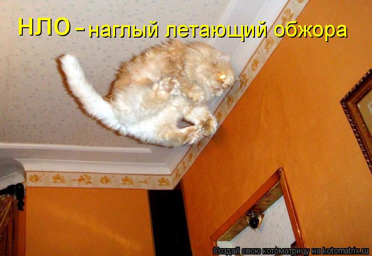 нло - наглый летающий обжора... Котоматрица: нло - наглый летающий обжора