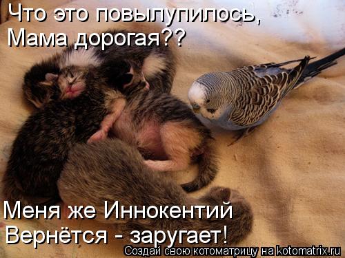Что это повылупилось, Мама дорогая?? Меня же Иннокентий Вернётся - заругает!... Котоматрица: Что это повылупилось, Мама дорогая?? Меня же Иннокентий Вернётся - заругает!