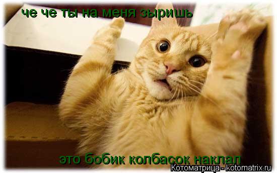 че че ты на меня зыришь это бобик колбасок наклал это бобик колбасок наклал... Котоматрица: че че ты на меня зыришь это бобик колбасок наклал это бобик колбасок наклал