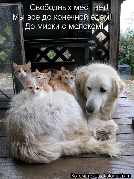 -Свободных мест нет! Мы все до конечной едем! До миски с молоком!... Котоматрица: -Свободных мест нет! Мы все до конечной едем! До миски с молоком!