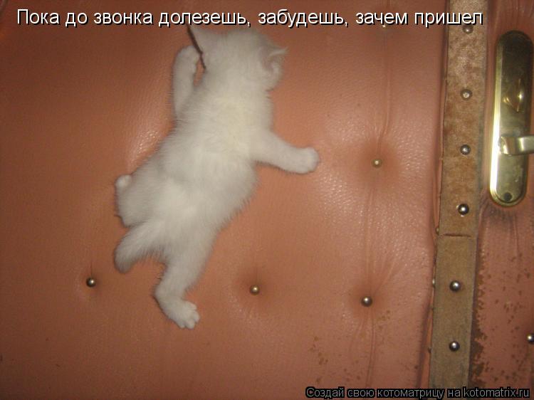 Пока до звонка долезешь, забудешь, зачем пришел... Котоматрица: Пока до звонка долезешь, забудешь, зачем пришел