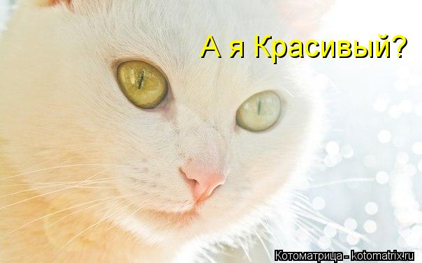 А я Красивый?... Котоматрица: А я Красивый?