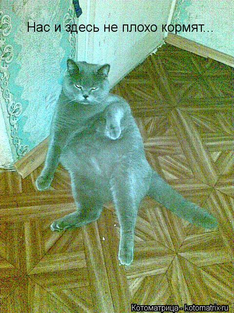 Нас и здесь не плохо кормят...... Котоматрица: Нас и здесь не плохо кормят...