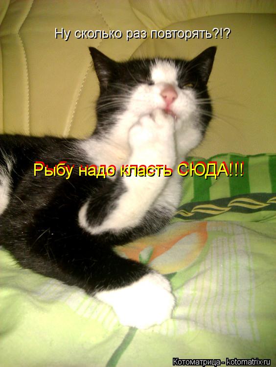 Ну сколько раз повторять?!? Рыбу надо класть СЮДА!!! Рыбу надо класть СЮДА!!!... Котоматрица: Ну сколько раз повторять?!? Рыбу надо класть СЮДА!!! Рыбу надо класть СЮДА!!!