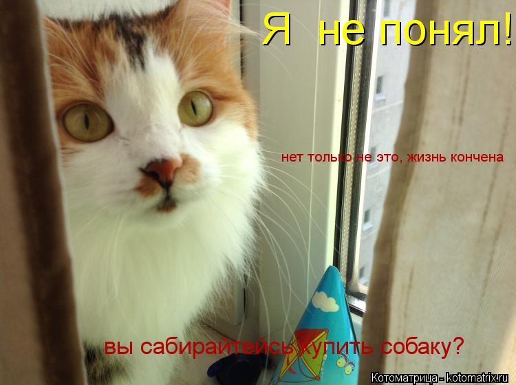 Я не понял! вы сабирайтейсь купить собаку? нет только не это, жизнь кончена... Котоматрица: Я не понял! вы сабирайтейсь купить собаку? нет только не это, жизнь кончена