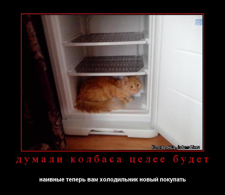 Котоматрица: думали колбаса целее будет наивные теперь вам холодильник новый покупать