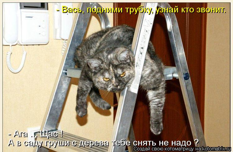 - Вась, подними трубку, узнай кто звонит. А в саду груши с дерева тебе снять не надо ? - Ага ... Щ... Котоматрица: - Вась, подними трубку, узнай кто звонит. А в саду груши с дерева тебе снять не надо ? - Ага ... Щас !