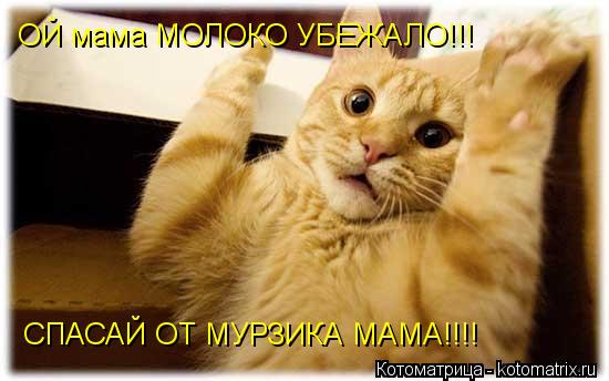 Котоматрица: ОЙ мама МОЛОКО УБЕЖАЛО!!! СПАСАЙ ОТ МУРЗИКА МАМА!!!!