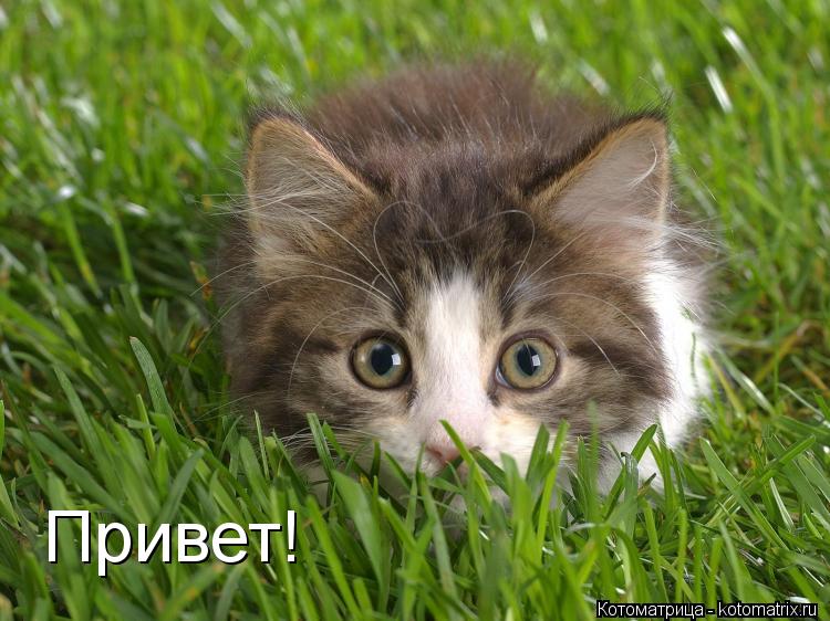Привет!... Котоматрица: Привет!