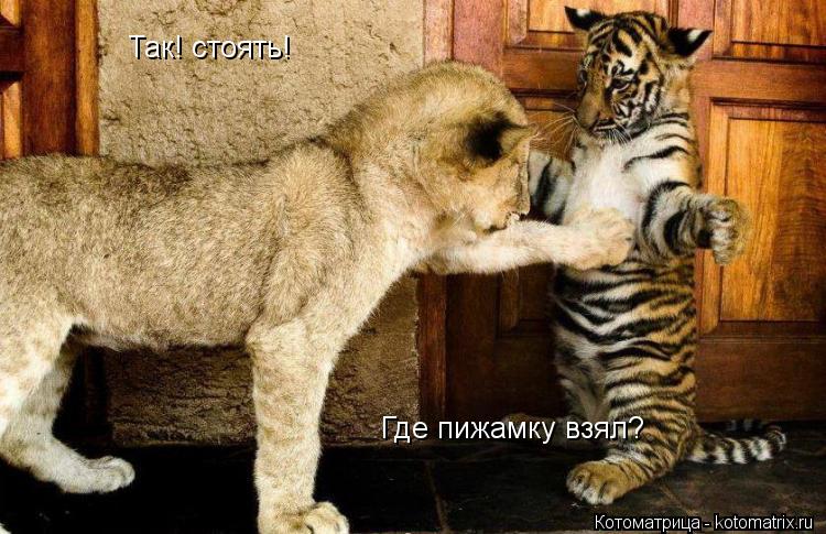 Так! стоять! Где пижамку взял?... Котоматрица: Так! стоять! Где пижамку взял?