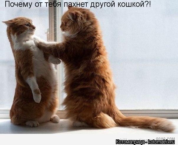 Почему от тебя пахнет другой кошкой?!... Котоматрица: Почему от тебя пахнет другой кошкой?!