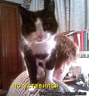 чо уставился... Котоматрица: чо уставился