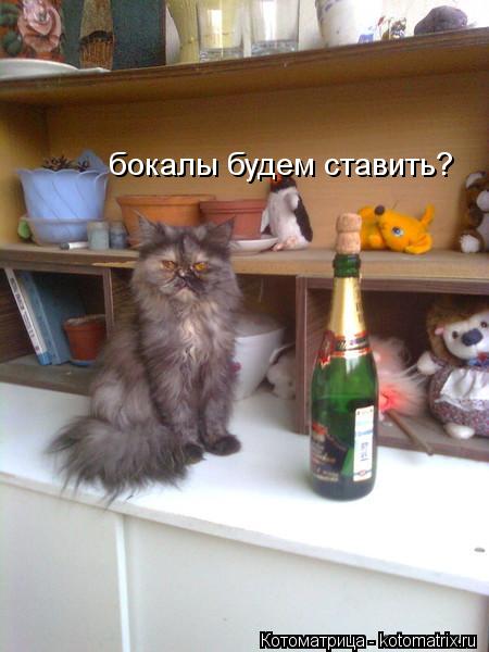 бокалы будем ставить?... Котоматрица: бокалы будем ставить?