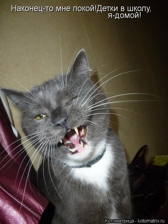 Наконец-то мне покой!Детки в школу, я-домой!... Котоматрица: Наконец-то мне покой!Детки в школу, я-домой!