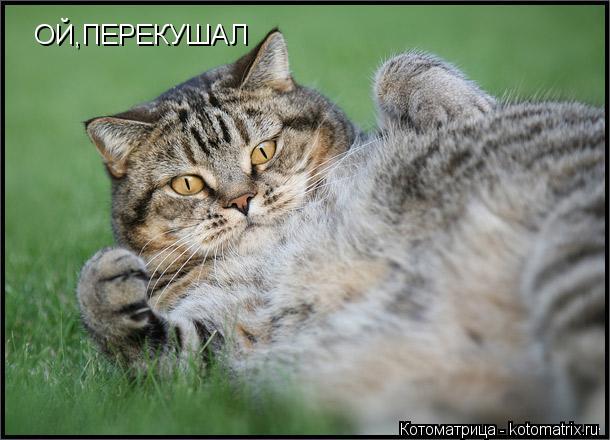 ОЙ,ПЕРЕКУШАЛ... Котоматрица: ОЙ,ПЕРЕКУШАЛ