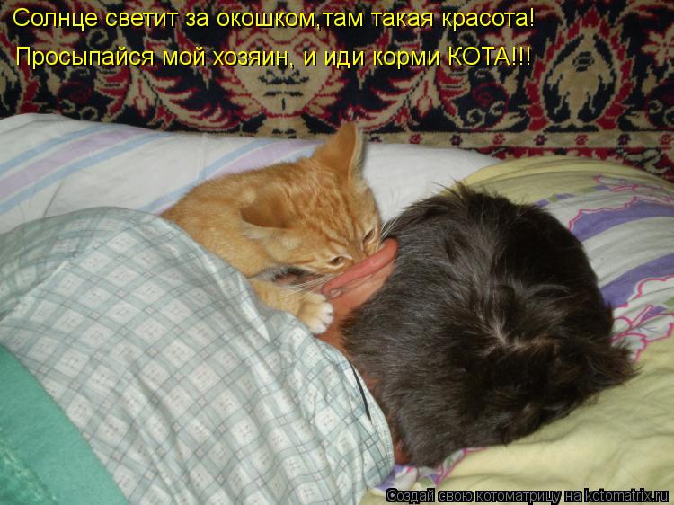 Солнце светит за окошком,там такая красота! Просыпайся мой хозяин, и иди корми КОТА!!!... Котоматрица: Солнце светит за окошком,там такая красота! Просыпайся мой хозяин, и иди корми КОТА!!!