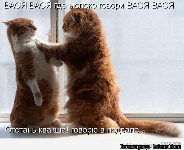 Котоматрица: ВАСЯ,ВАСЯ где молоко говори ВАСЯ ВАСЯ Отстань квакша! говорю в подвале ...