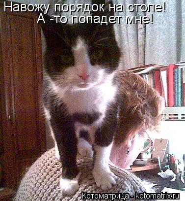 Навожу порядок на столе! А -то попадет мне!... Котоматрица: Навожу порядок на столе! А -то попадет мне!