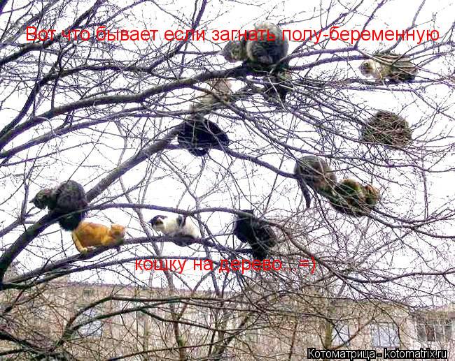 Вот что бывает если загнать полу-беременную кошку на дерево...=)... Котоматрица: Вот что бывает если загнать полу-беременную кошку на дерево...=)