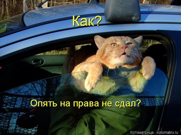 Как? Опять на права не сдал?... Котоматрица: Как? Опять на права не сдал?