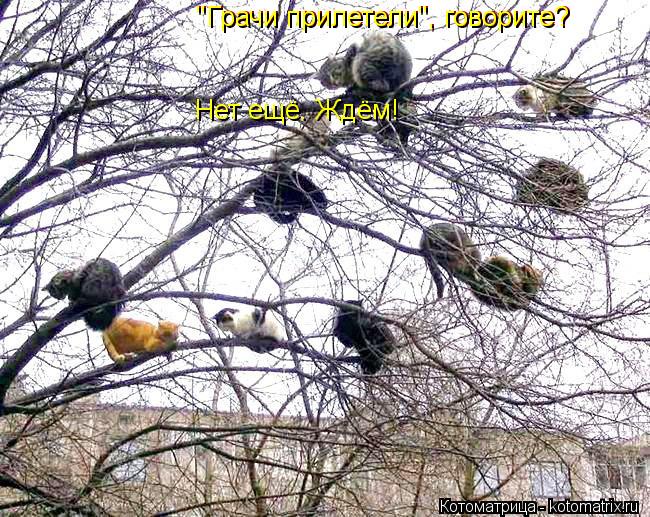 "Грачи прилетели", говорите? "Грачи прилетели", говорите? Нет ещё. Ждём!... Котоматрица: "Грачи прилетели", говорите? "Грачи прилетели", говорите? Нет ещё. Ждём!