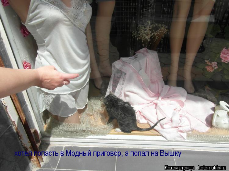 хотел попасть в Модный приговор, а попал на Вышку... Котоматрица: хотел попасть в Модный приговор, а попал на Вышку