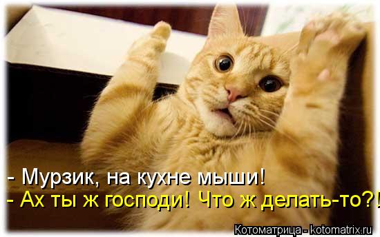 - Мурзик, на кухне мыши! - Ах ты ж господи! Что ж делать-то?!... Котоматрица: - Мурзик, на кухне мыши! - Ах ты ж господи! Что ж делать-то?!