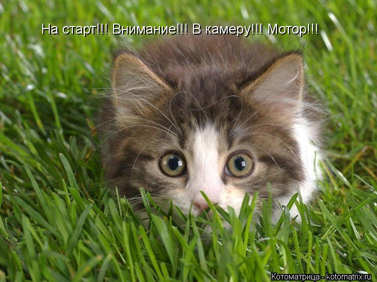 Котоматрица: На старт!!! Внимание!!! В камеру!!! Мотор!!!