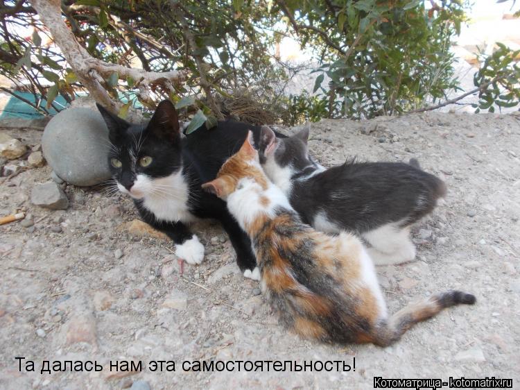 Та далась нам эта самостоятельность!... Котоматрица: Та далась нам эта самостоятельность!