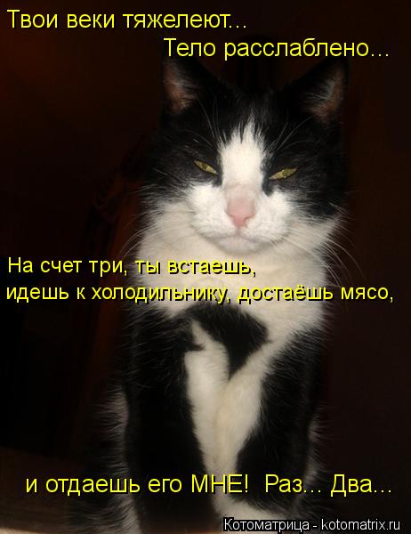 Твои веки тяжелеют... Тело расслаблено… На счет три, ты встаешь, идешь к холодильнику, достаёшь мясо... Котоматрица: Твои веки тяжелеют... Тело расслаблено… На счет три, ты встаешь, идешь к холодильнику, достаёшь мясо, и отдаешь его МНЕ! Раз... Два...