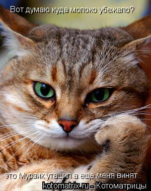 Котоматрица: Вот думаю куда молоко убежало? это Мурзик утащил а еще меня винят..