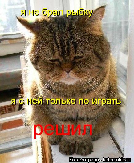 я не брал рыбку я с ней только по играть решил... Котоматрица: я не брал рыбку я с ней только по играть решил