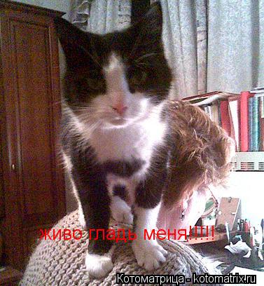 живо гладь меня!!!!!... Котоматрица: живо гладь меня!!!!!