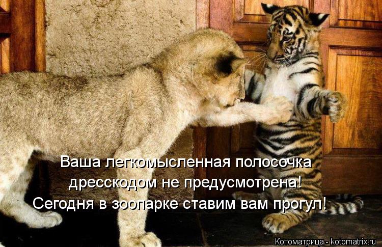 Ваша легкомысленная полосочка дресскодом не предусмотрена! Сегодня в зоопарке ставим вам прогул!... Котоматрица: Ваша легкомысленная полосочка дресскодом не предусмотрена! Сегодня в зоопарке ставим вам прогул!