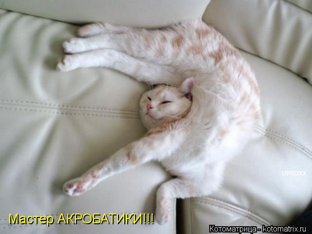 Котоматрица: Мастер АКРОБАТИКИ!!!