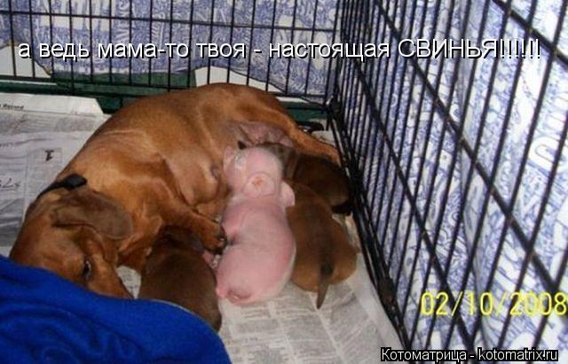 а ведь мама-то твоя - настоящая СВИНЬЯ!!!!!!... Котоматрица: а ведь мама-то твоя - настоящая СВИНЬЯ!!!!!!