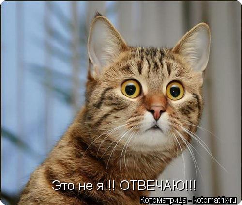 Котоматрица: Это не я!!! ОТВЕЧАЮ!!!
