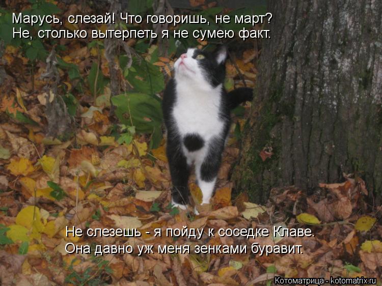 Марусь, слезай! Что говоришь, не март? Не, столько вытерпеть я не сумею факт. Не слезешь - я пойду к ... Котоматрица: Марусь, слезай! Что говоришь, не март? Не, столько вытерпеть я не сумею факт. Не слезешь - я пойду к соседке Клаве. Она давно уж меня зенками бу