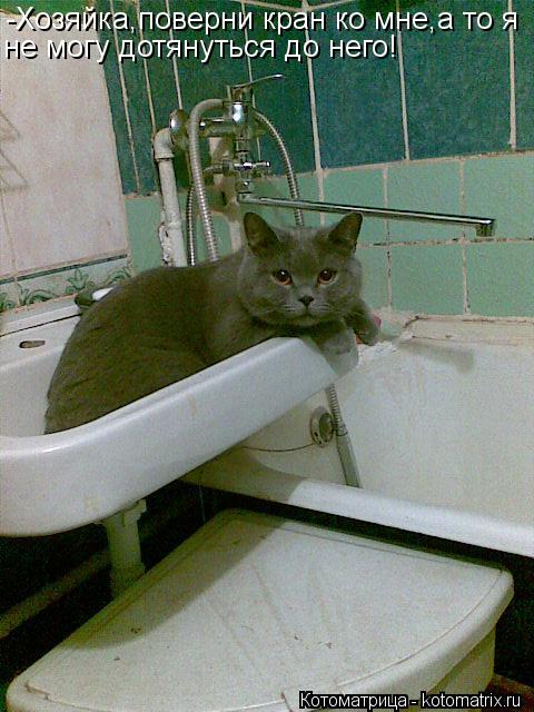 -Хозяйка,поверни кран ко мне,а то я не могу дотянуться до него!... Котоматрица: -Хозяйка,поверни кран ко мне,а то я не могу дотянуться до него!