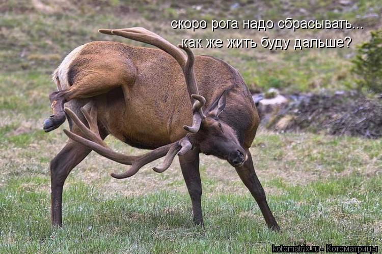 скоро рога надо сбрасывать... как же жить буду дальше?... Котоматрица: скоро рога надо сбрасывать... как же жить буду дальше?