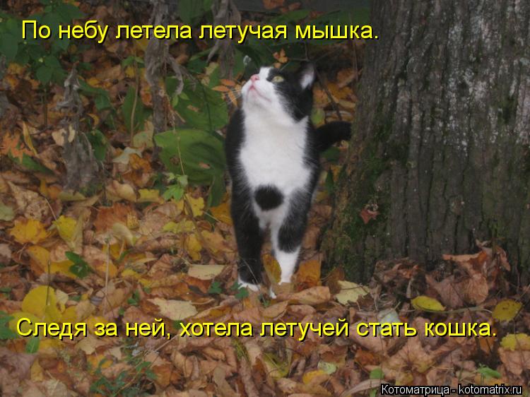 По небу летела летучая мышка. Следя за ней, хотела летучей стать кошка.... Котоматрица: По небу летела летучая мышка. Следя за ней, хотела летучей стать кошка.